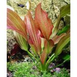 Echinodorus ‚Hot Pepper‘