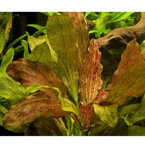 Echinodorus 'Ozelot' / Ozelot-Schwertpflanze