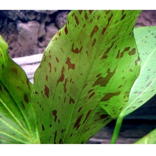 Echinodorus 'Ozelot Green' / Ozelot-Schwertpflanze