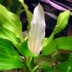 Echinodorus ‚Tricolor‘