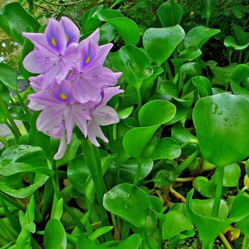 Eichhornia crassipes / Wasserhyazinthe