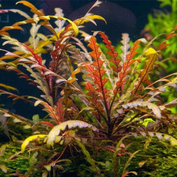 Hygrophila pinnatifida / Fiederspaltiger Wasserfreund