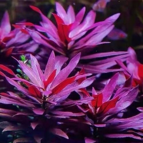Ludwigia glandulosa / Rote Sternludwigie