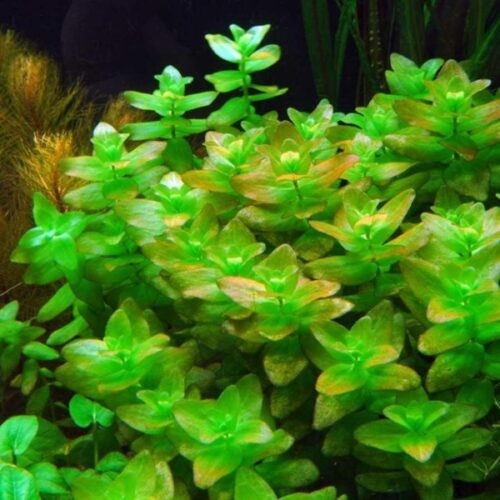 Bacopa caroliniana / Carolina-Fettblatt