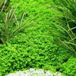 Micranthemum callitrichoides "Cuba" / Kuba-Perlkraut