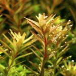 Rotala rotundifolia / Rundblättrige Rotala