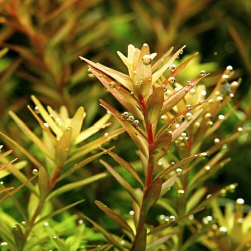 Rotala rotundifolia / Rundblättrige Rotala
