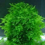 Taxiphyllum alternans „Taiwan Moss“ / Taiwanmoos