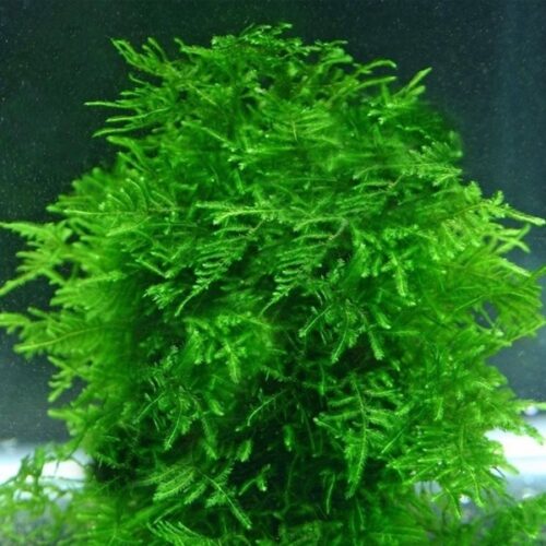 Taxiphyllum alternans "Taiwan Moss" / Taiwanmoos